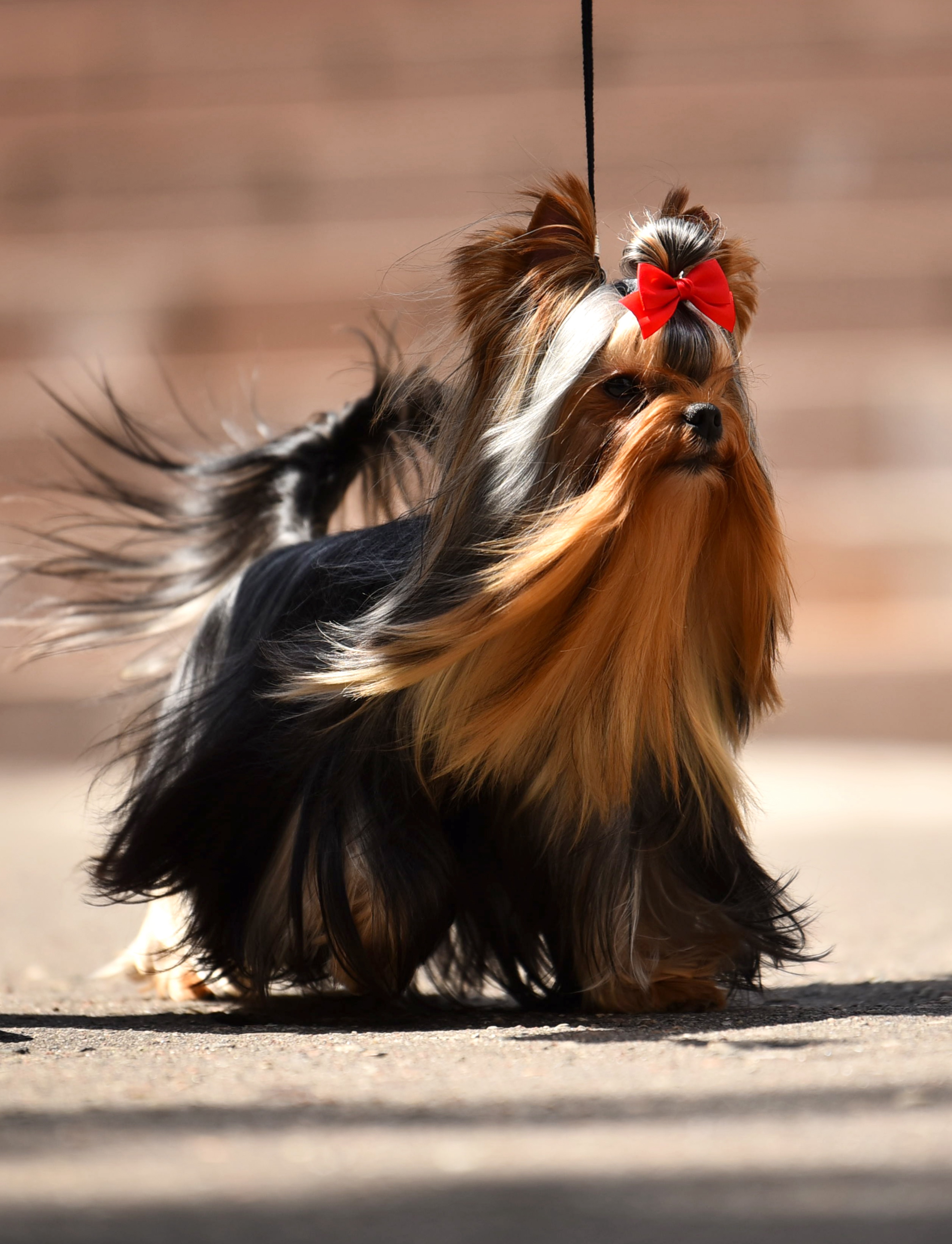 SHINE MIRACLE ZORRO &mdash; Labaza DogPedigree YorkshireTerrier