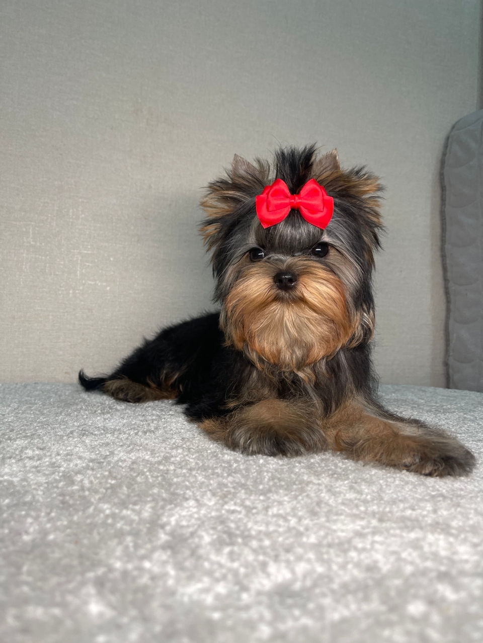 STREET FLASH ELEGANT PERFECTION &mdash; Labaza DogPedigree YorkshireTerrier