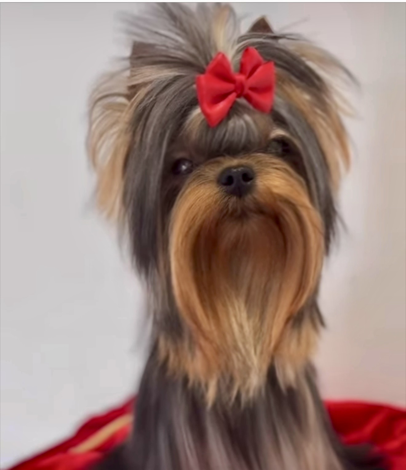 RUSSIAN ROULETTE CARNASUS &mdash; Labaza DogPedigree YorkshireTerrier