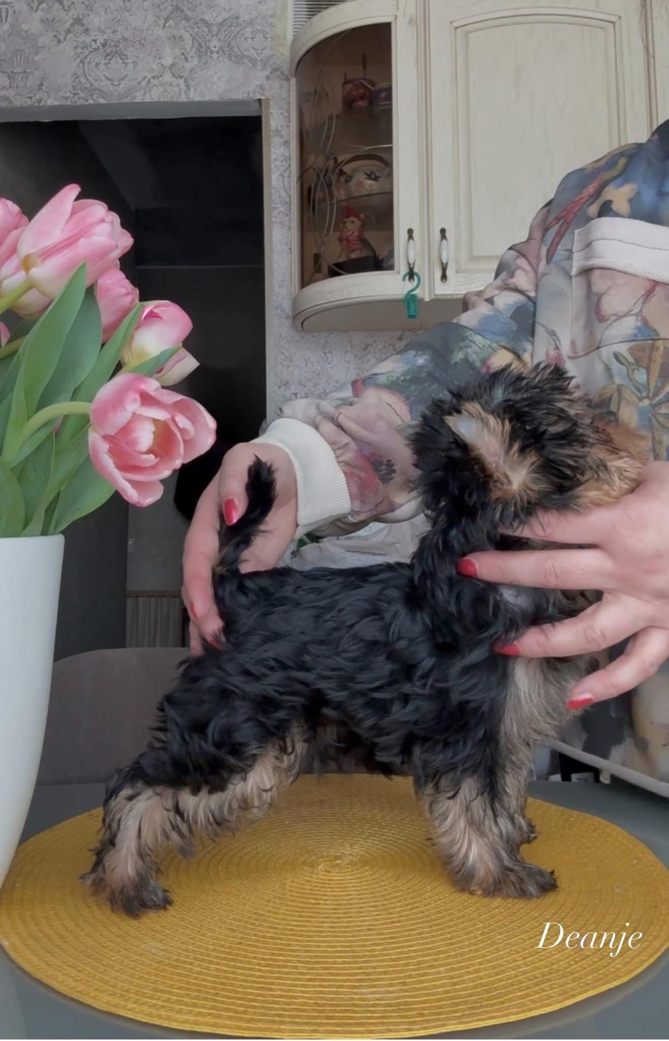 DEANJE ENDORPHIN BABY &mdash; Labaza DogPedigree YorkshireTerrier