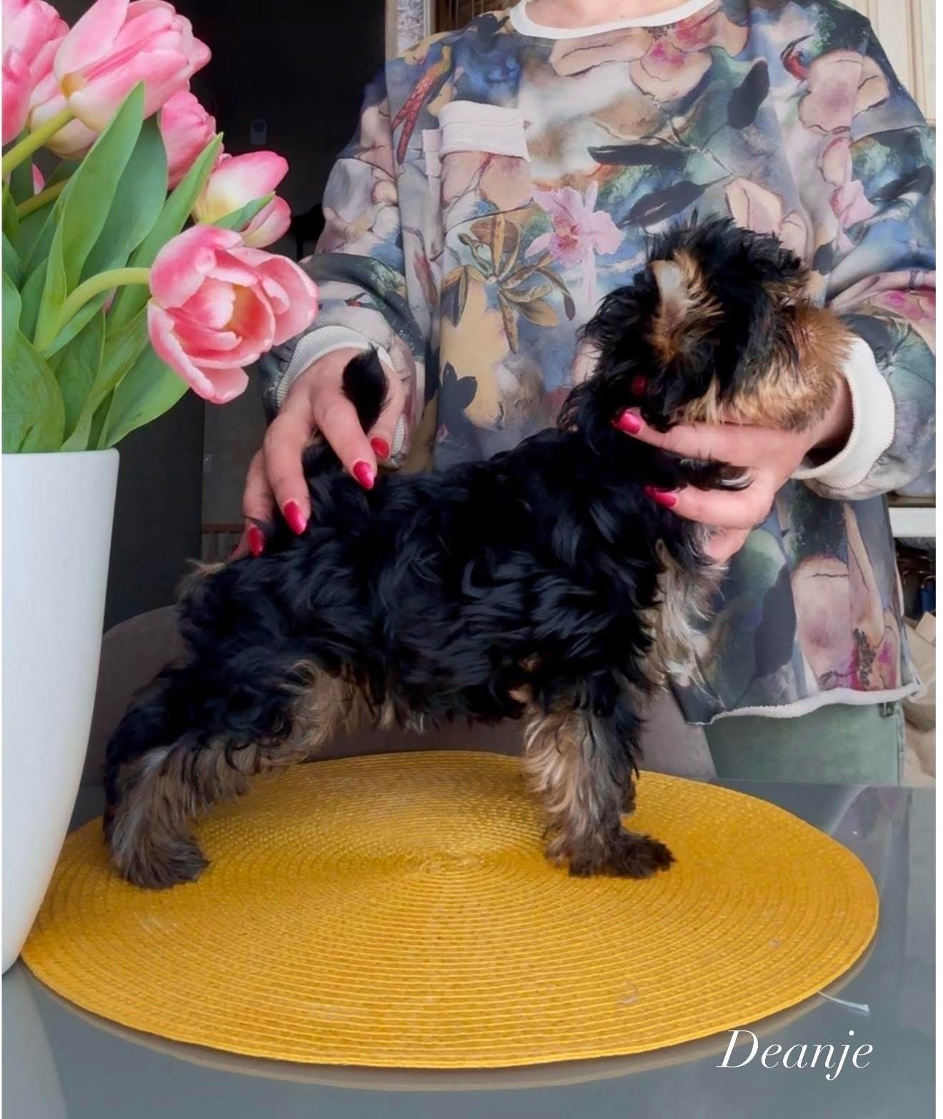 DEANJE EXOTIC FRUIT &mdash; Labaza DogPedigree YorkshireTerrier