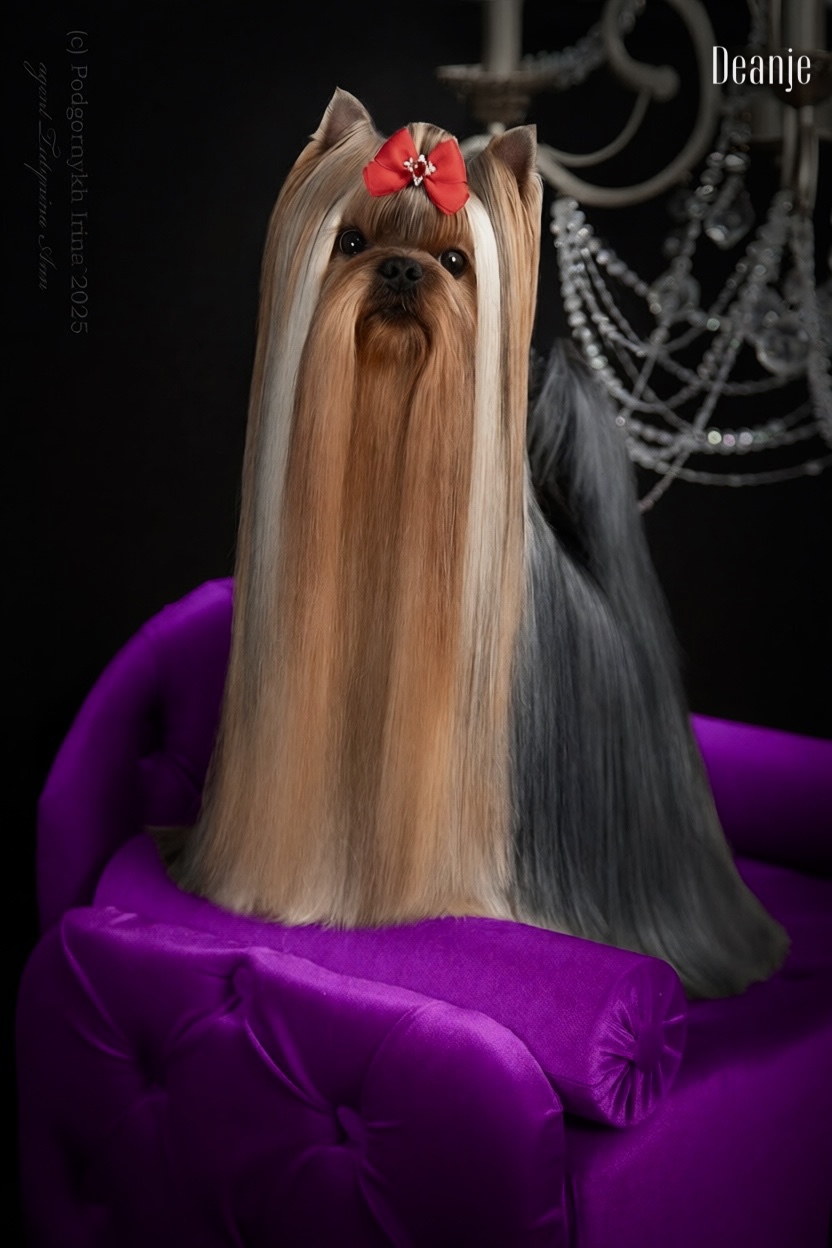 DEANJE SHOW MUST GO ON