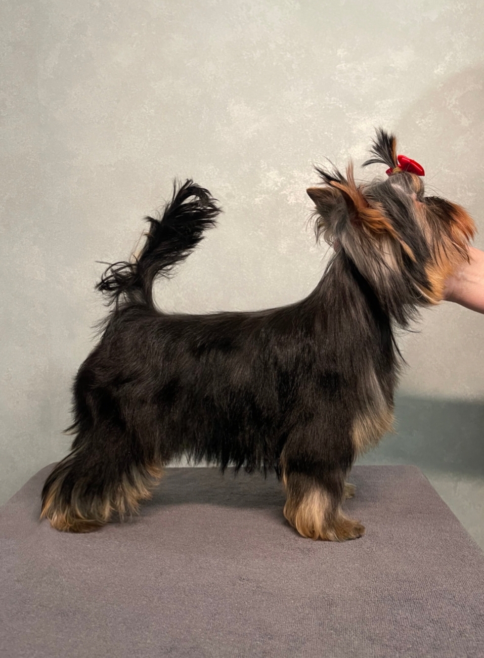 STREET FLASH EFFECT &mdash; Labaza DogPedigree YorkshireTerrier