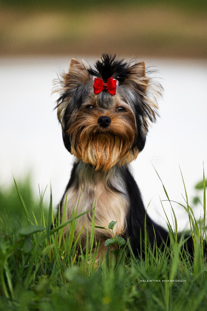 MANRIS LE BRI NOEL IMPERIAL IMAGE &mdash; Labaza DogPedigree YorkshireTerrier