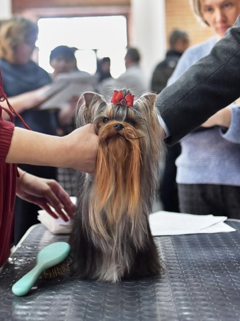 L’YANA DE VISTA YUHANNA &mdash; Labaza DogPedigree YorkshireTerrier