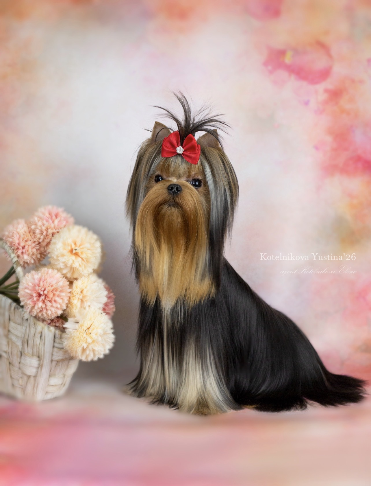  WELLARY LADY IMPRESSIA &mdash; Labaza DogPedigree YorkshireTerrier