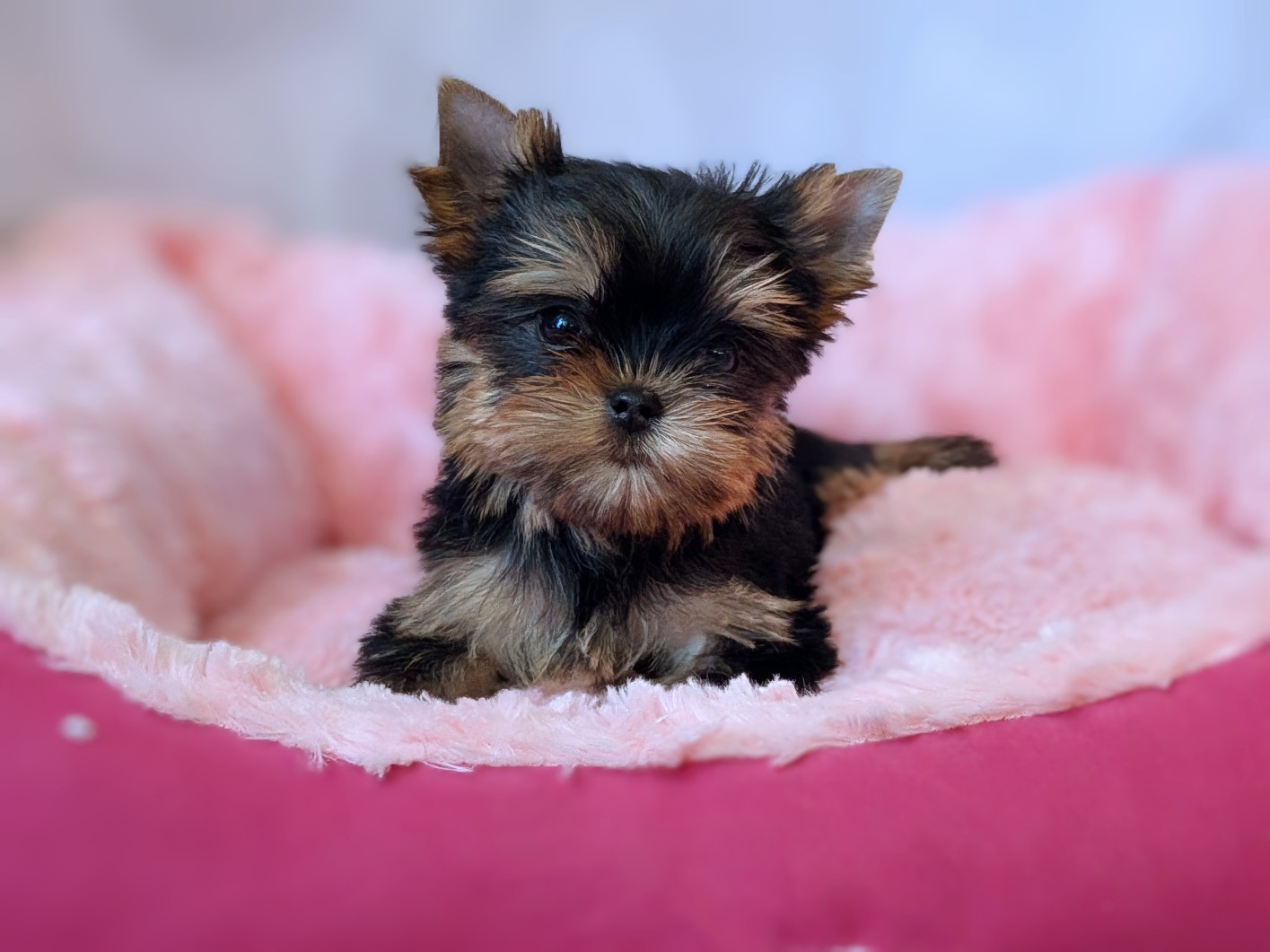 STREET FLASH YANINA &mdash; Labaza DogPedigree YorkshireTerrier