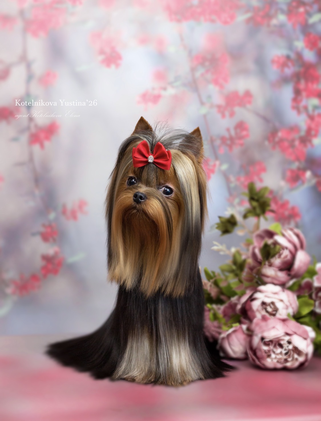 PRIMAVERA INCANTA GOLDEN BONE &mdash; Labaza DogPedigree YorkshireTerrier