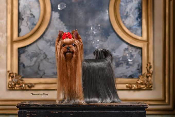 LA FLOR TIERNA REBEKKA &mdash; Labaza DogPedigree YorkshireTerrier