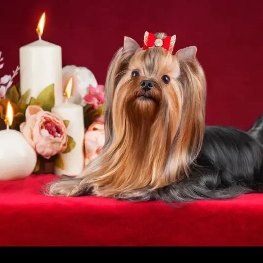 LA FLOR TIERNA LA FLOR TIERNA PINK FLOID &mdash; Labaza DogPedigree YorkshireTerrier