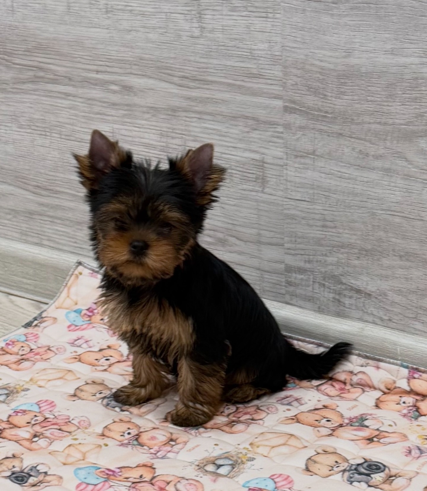  PRIMAVERA INCANTA AMEDEA &mdash; Labaza DogPedigree YorkshireTerrier