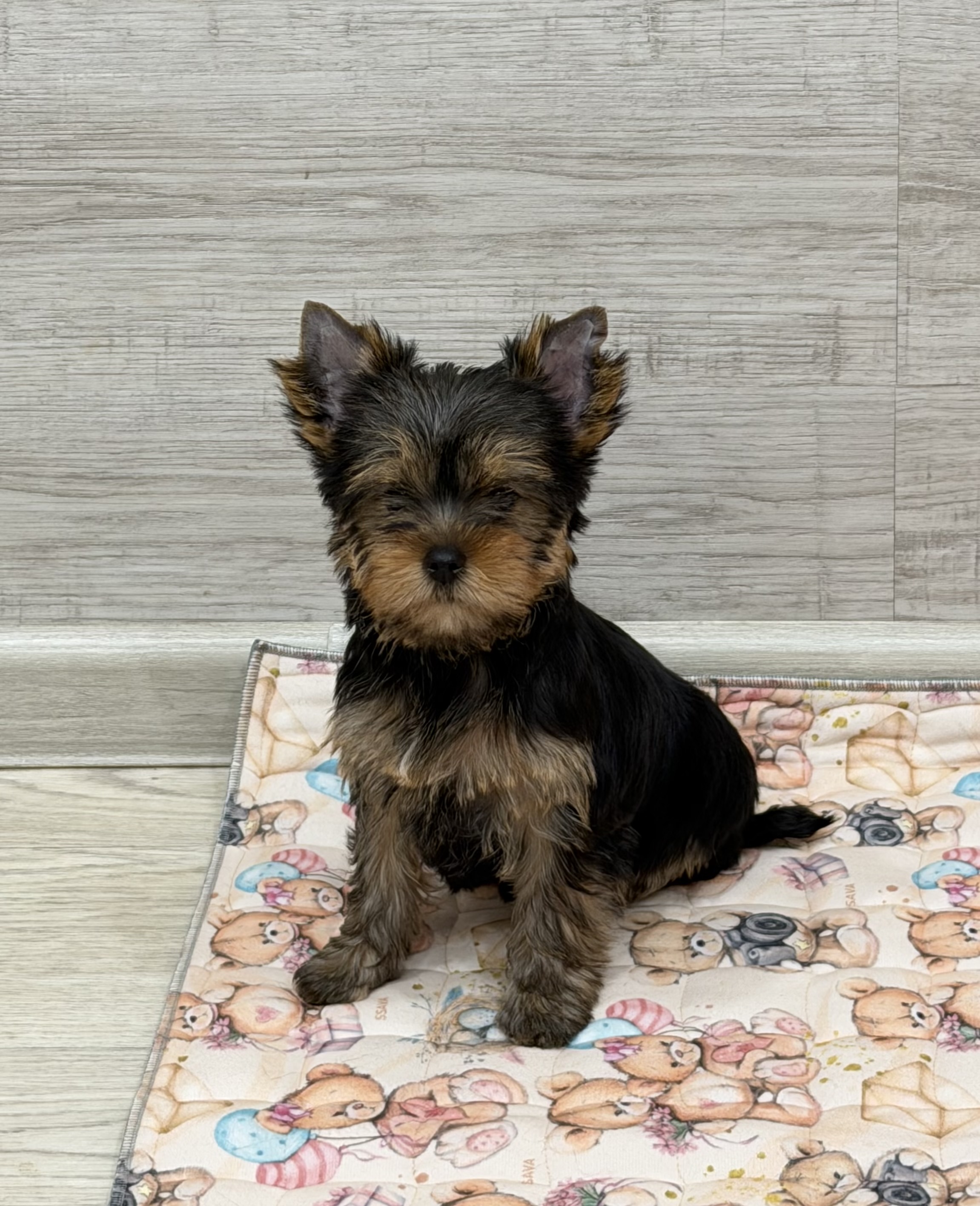  PRIMAVERA INCANTA ARABELLA &mdash; Labaza DogPedigree YorkshireTerrier
