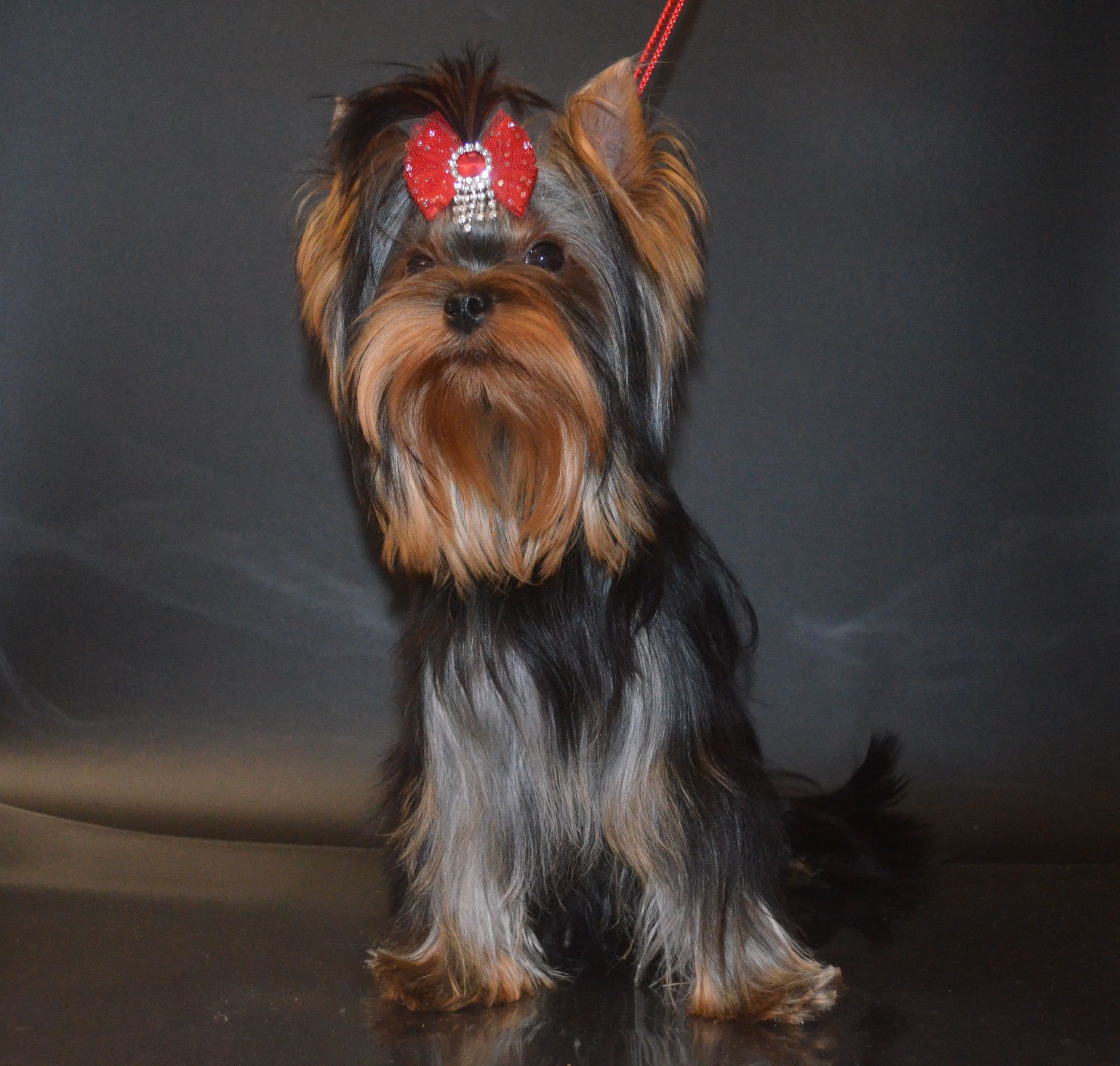 PALES OF TE VINDS AIRY ARABESKA &mdash; Labaza DogPedigree YorkshireTerrier