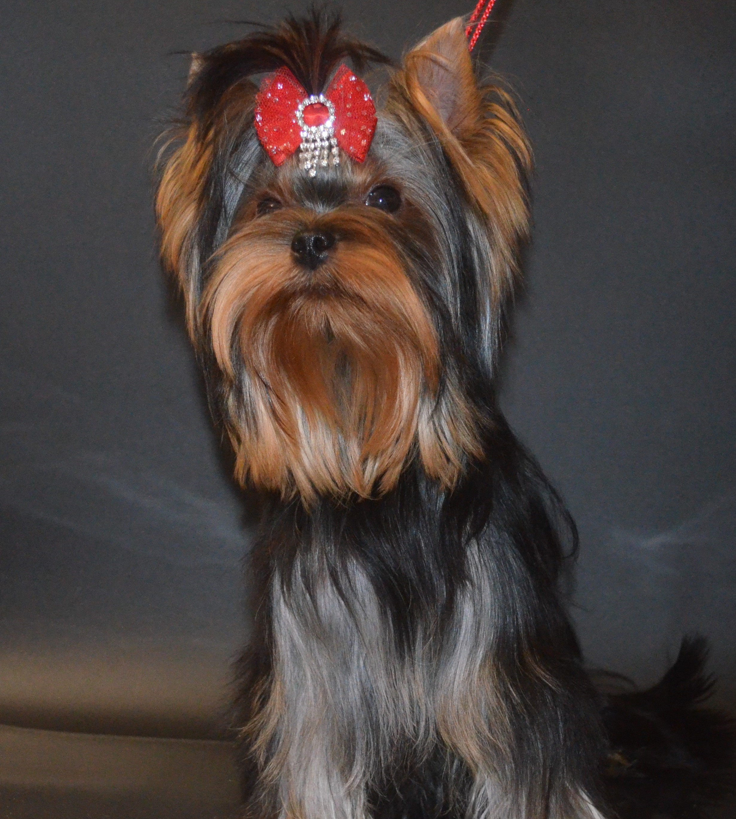 PALES OF TE VINDS AIRY ARABESKA &mdash; Labaza DogPedigree YorkshireTerrier