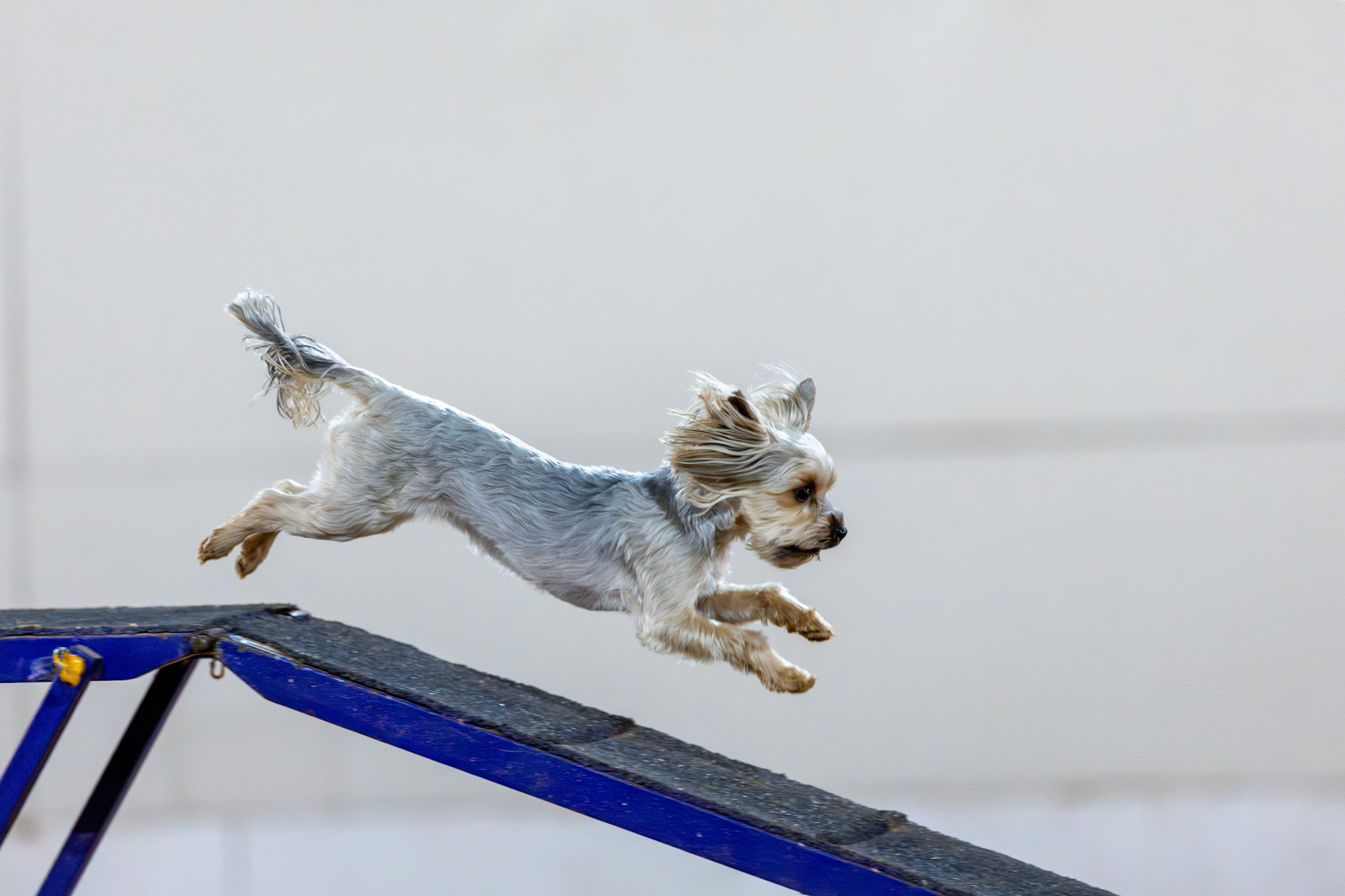 TESSA &mdash; Labaza DogPedigree YorkshireTerrier