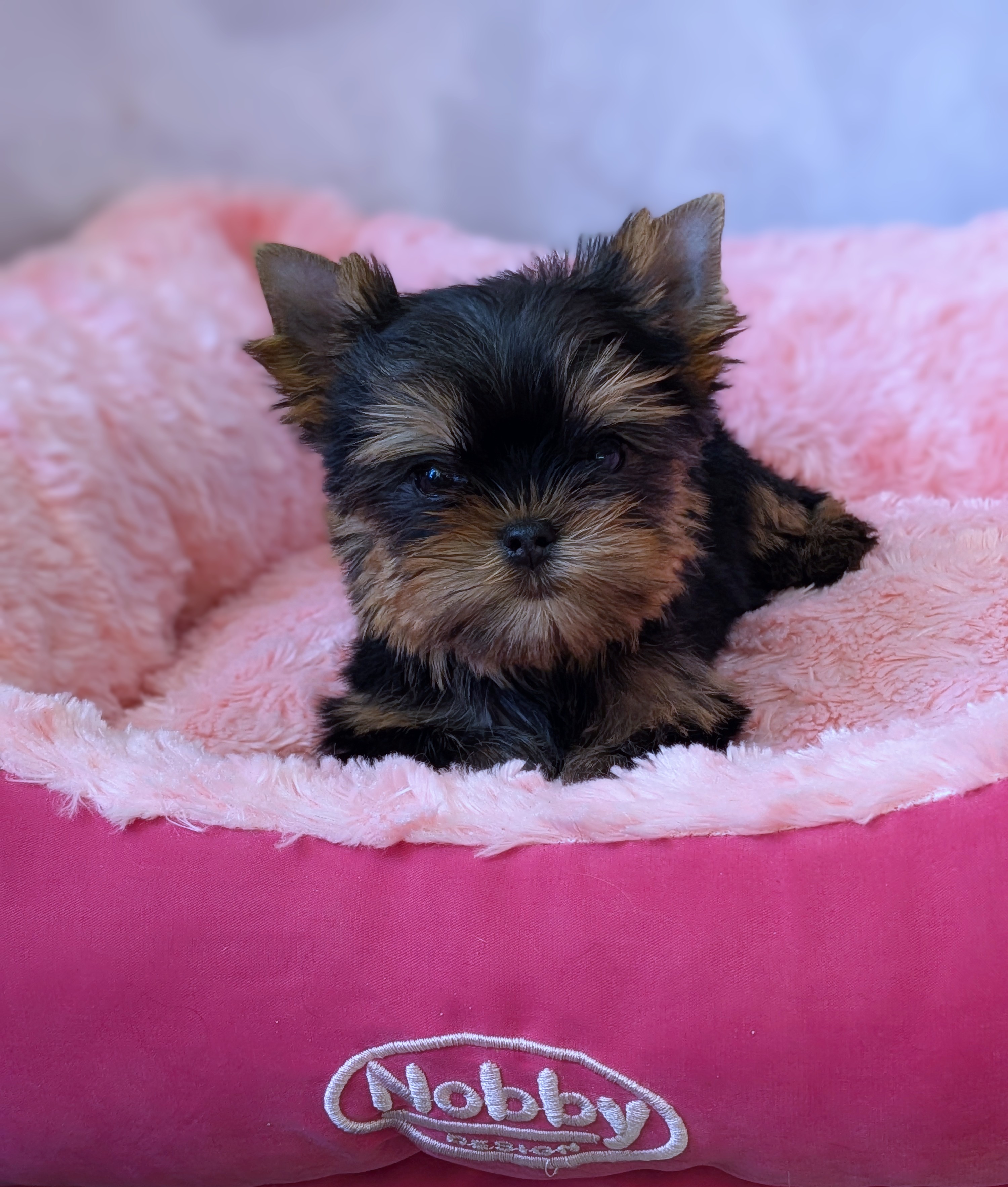 STREET FLASH YANINA &mdash; Labaza DogPedigree YorkshireTerrier