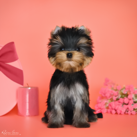 PIOJIA DORO IDEAL COVER GIRL &mdash; Labaza DogPedigree YorkshireTerrier