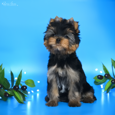 PIOJIA DORO INVINCIBLE SPIRIT &mdash; Labaza DogPedigree YorkshireTerrier