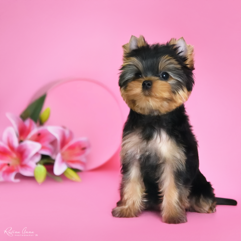 PIOJIA DORO INFINITE LOVE &mdash; Labaza DogPedigree YorkshireTerrier