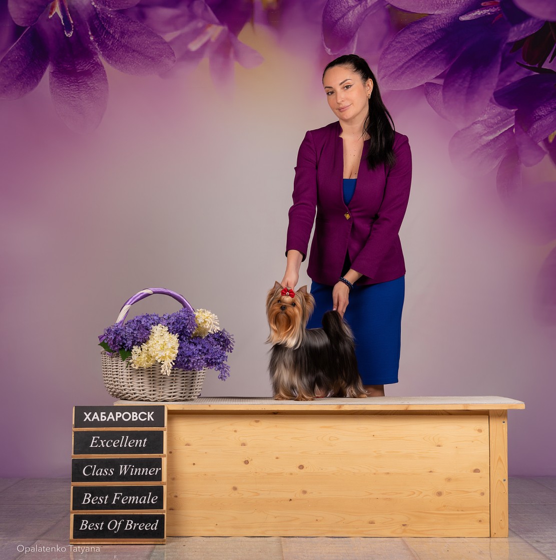 JEDI SANSE NEW DINASTY &mdash; Labaza DogPedigree YorkshireTerrier