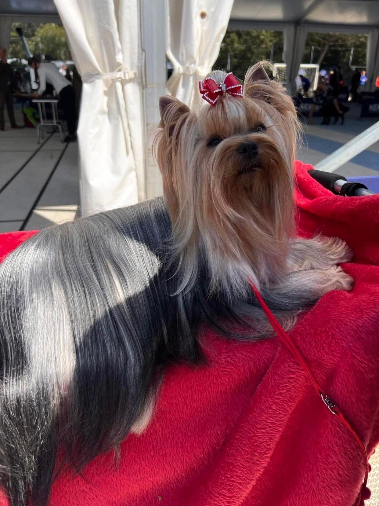 DEANJE NORTH QUEEN &mdash; Labaza DogPedigree YorkshireTerrier