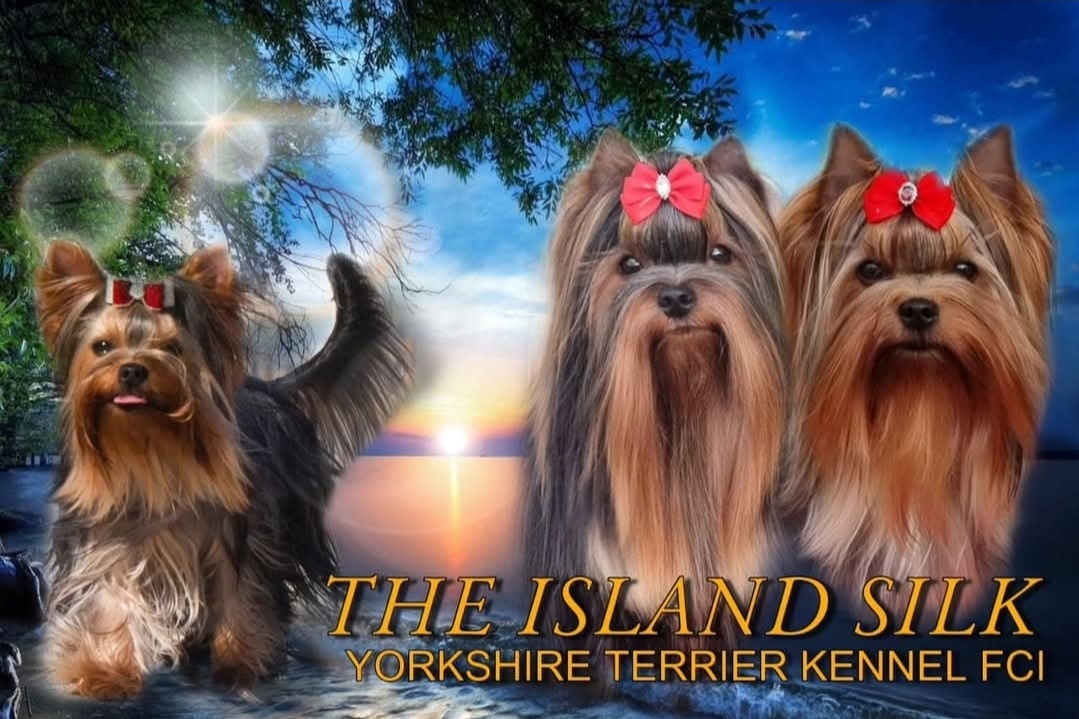 THE ISLAND SILK &mdash; Labaza DogPedigree YorkshireTerrier