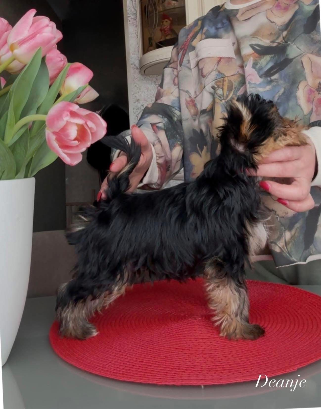 DEANJE ELIXIR OF LOVE &mdash; Labaza DogPedigree YorkshireTerrier