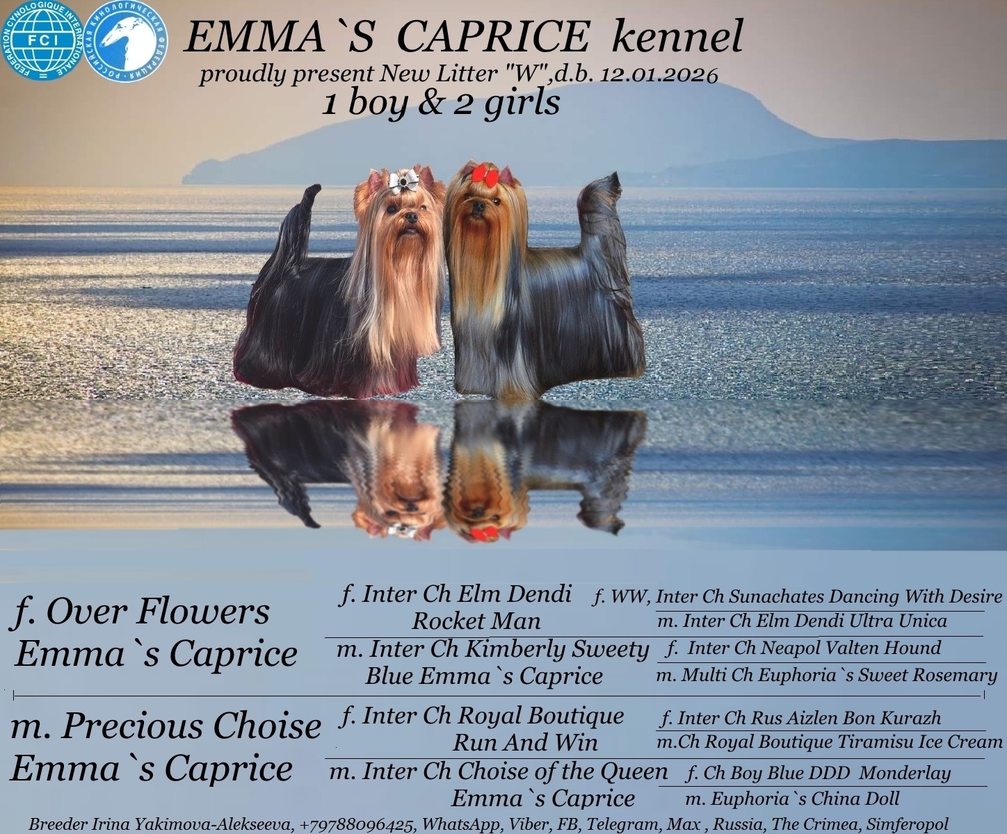 Emma`s Caprice WHEN I FALL IN LOVE EMMA'S CAPRICE &mdash; Labaza DogPedigree YorkshireTerrier