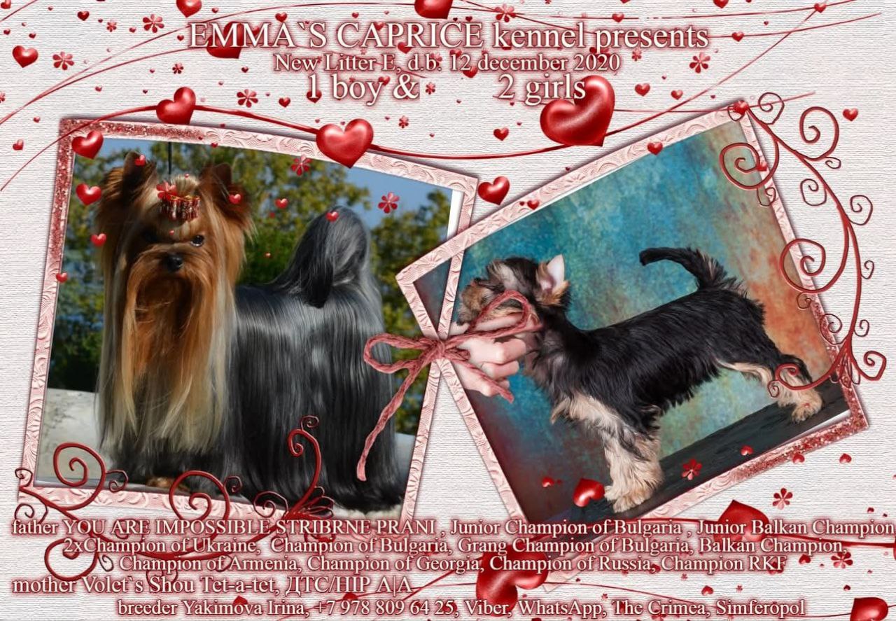EROTIC DANCE EMMA`S CAPRICE &mdash; Labaza DogPedigree YorkshireTerrier