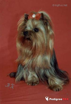 GWANRI GEDU WAY LIFA &mdash; Labaza DogPedigree YorkshireTerrier