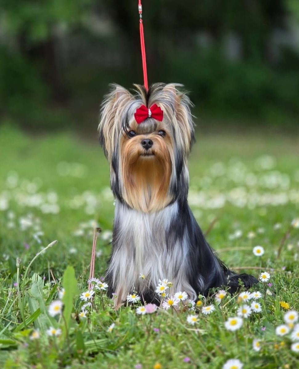 ELEGANT BAUBLES SKY SUPERNOVA &mdash; Labaza DogPedigree YorkshireTerrier