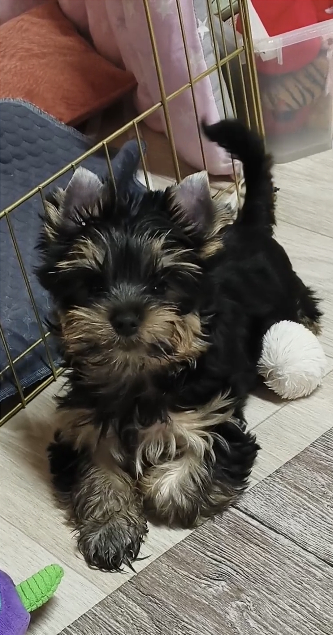 Zhuk_Lena &mdash; Labaza DogPedigree YorkshireTerrier
