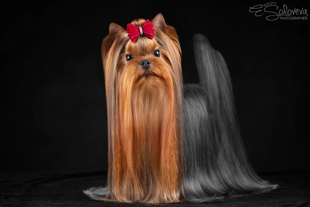  MAJESTIC FORCE EXCITE &mdash; Labaza DogPedigree YorkshireTerrier