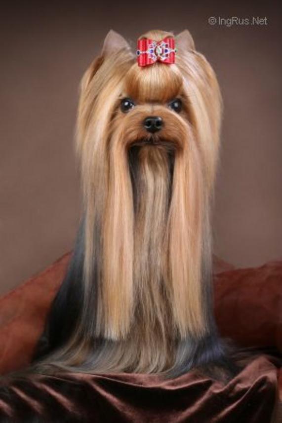 Tornado Iz Otchego Doma &mdash; Labaza DogPedigree YorkshireTerrier