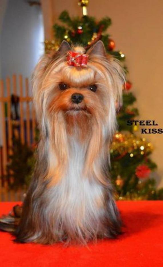  ELEGANT BAUBLES STEPHANIA SECRET &mdash; Labaza DogPedigree YorkshireTerrier