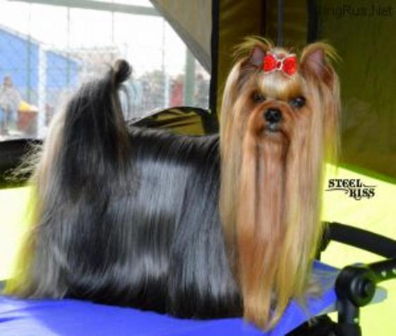 CONFETTI OF STEEL KISS &mdash; Labaza DogPedigree YorkshireTerrier