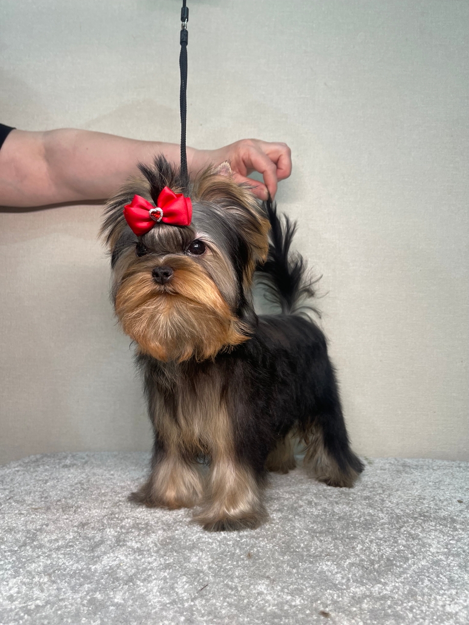 STREET FLASH EDITION DE LUXE &mdash; Labaza DogPedigree YorkshireTerrier