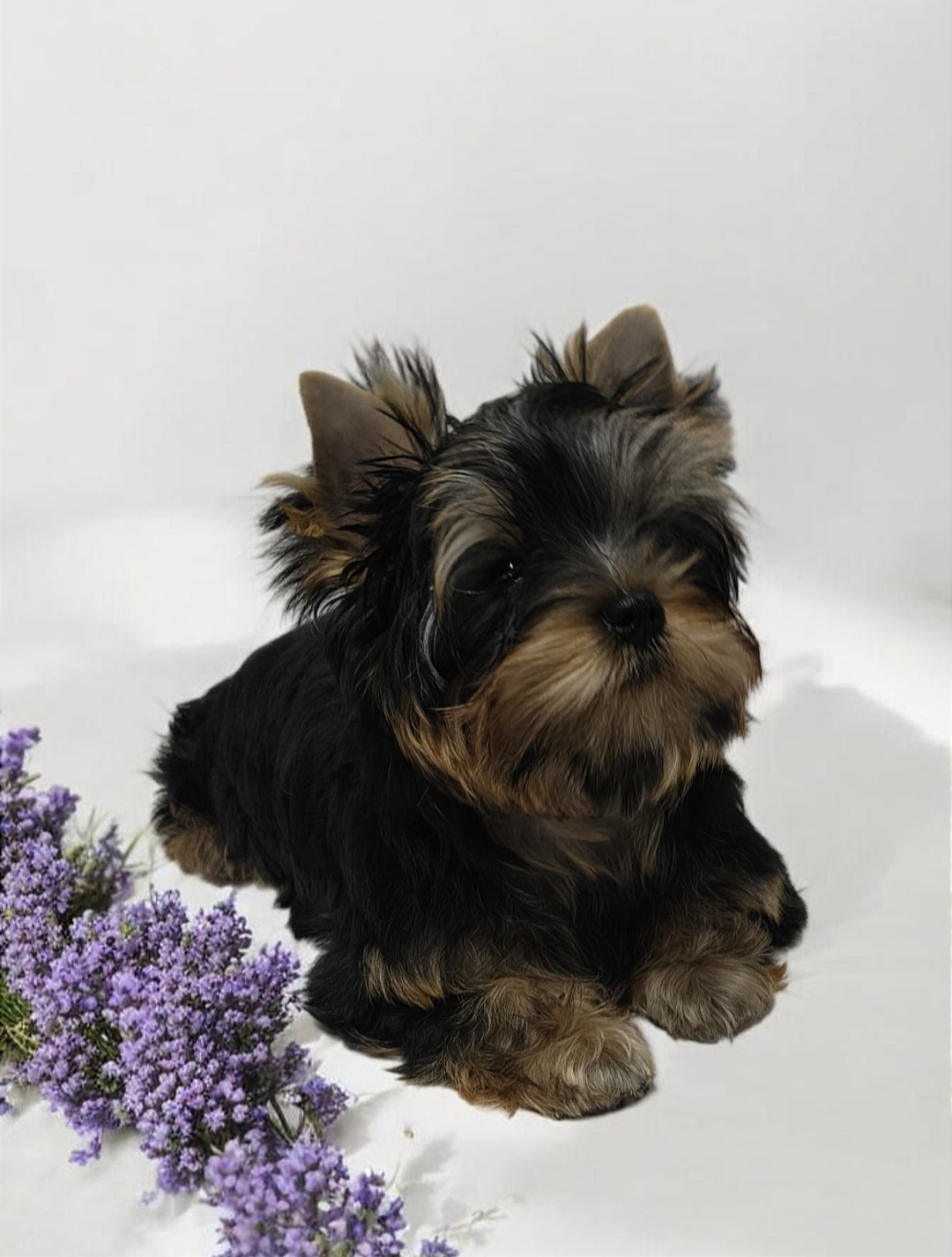 Zhuk_Lena &mdash; Labaza DogPedigree YorkshireTerrier