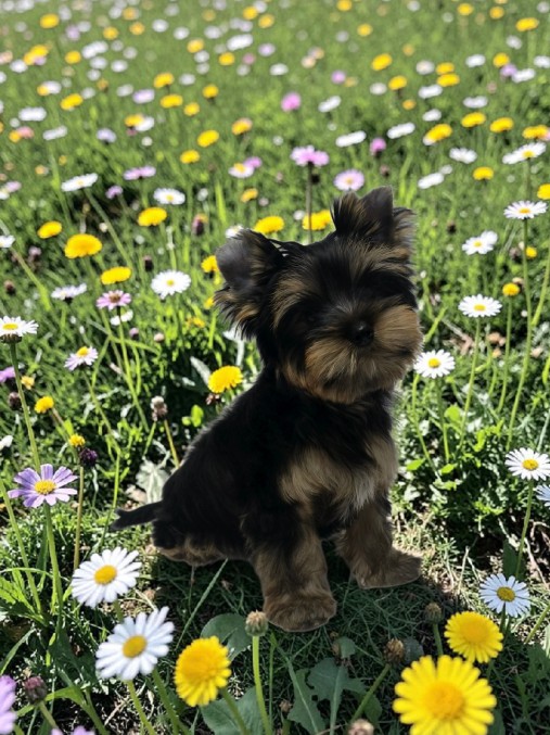 Zhuk_Lena &mdash; Labaza DogPedigree YorkshireTerrier