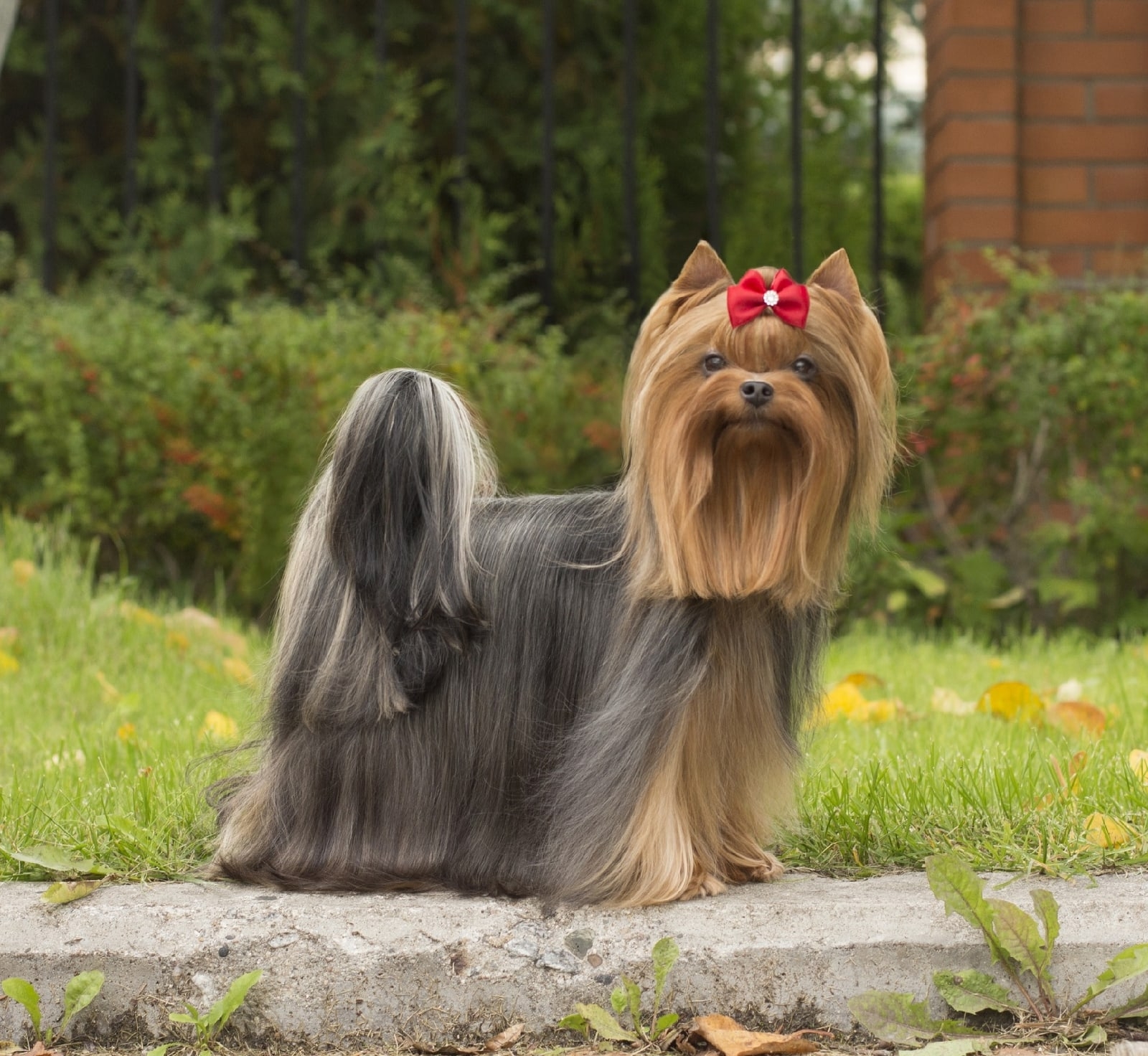 NIKOL GLORIS LIFE &mdash; Labaza DogPedigree YorkshireTerrier