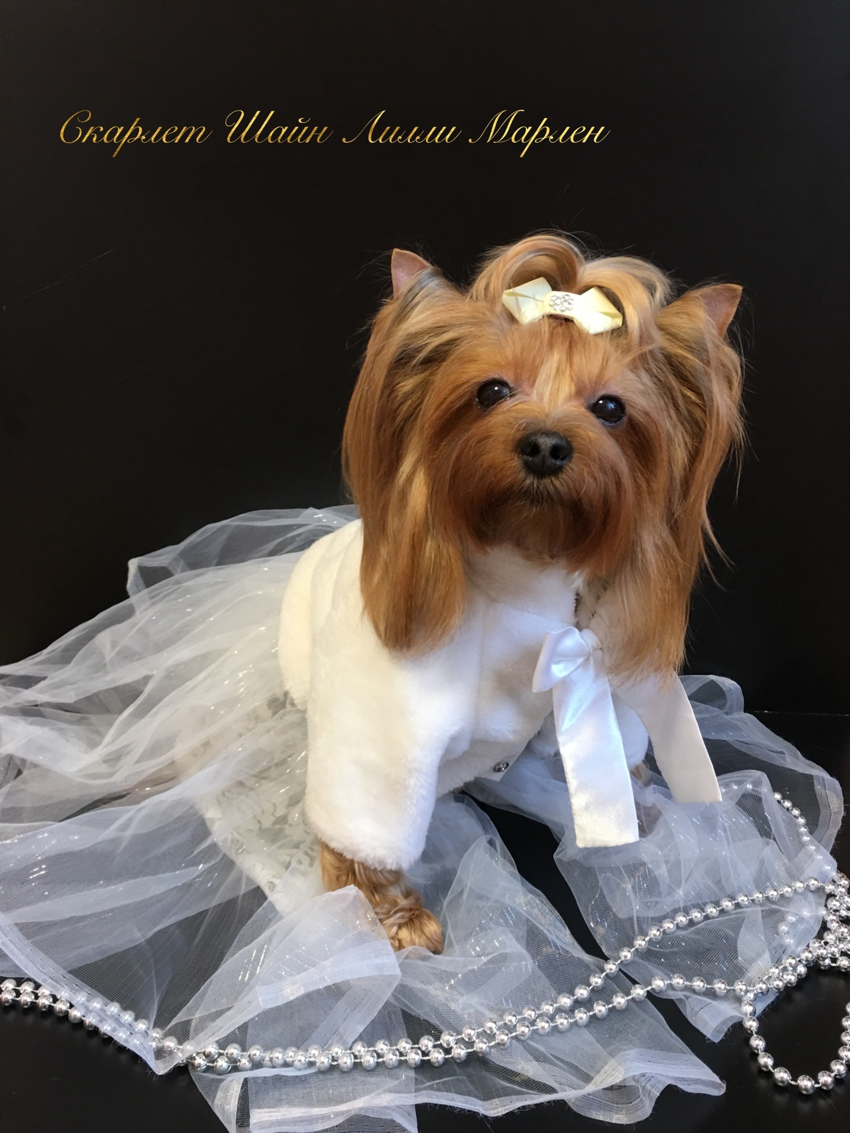 SCARLET SHINE LILLY MARLEN &mdash; Labaza DogPedigree YorkshireTerrier