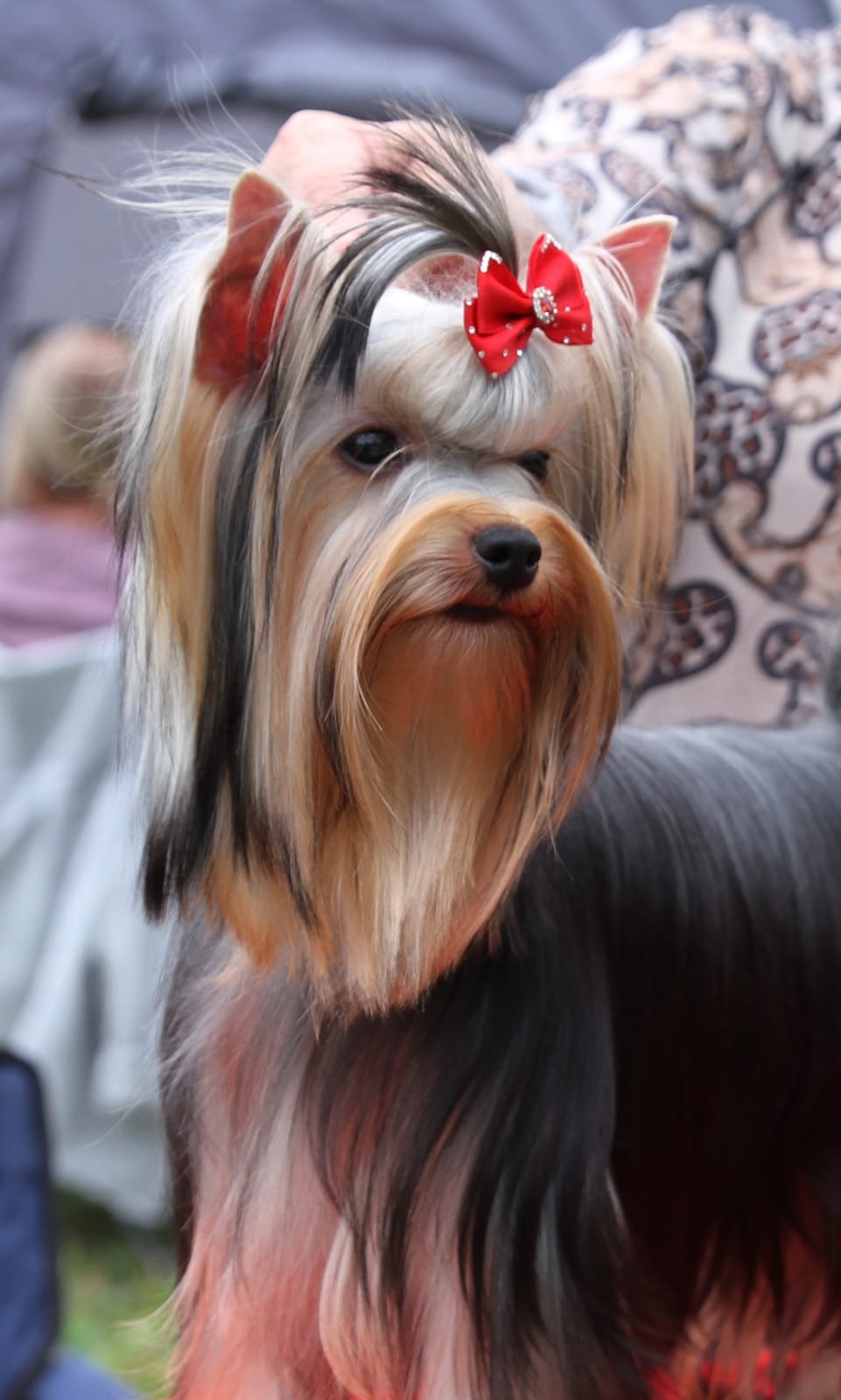 BESTIA FORTIS VIOLETTA-ANZHELIS &mdash; Labaza DogPedigree YorkshireTerrier