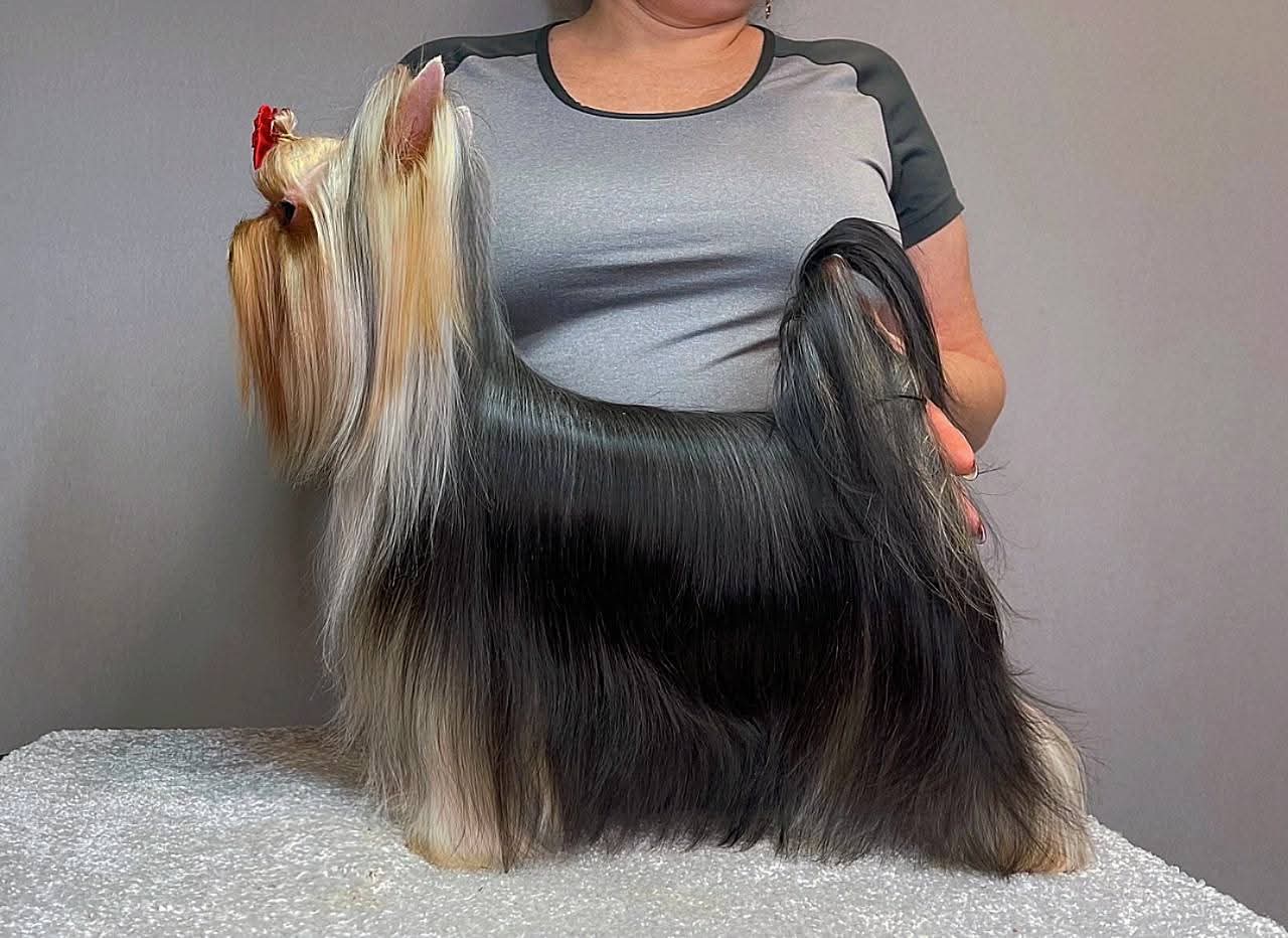 STREET FLASH PRIMARY STAR &mdash; Labaza DogPedigree YorkshireTerrier