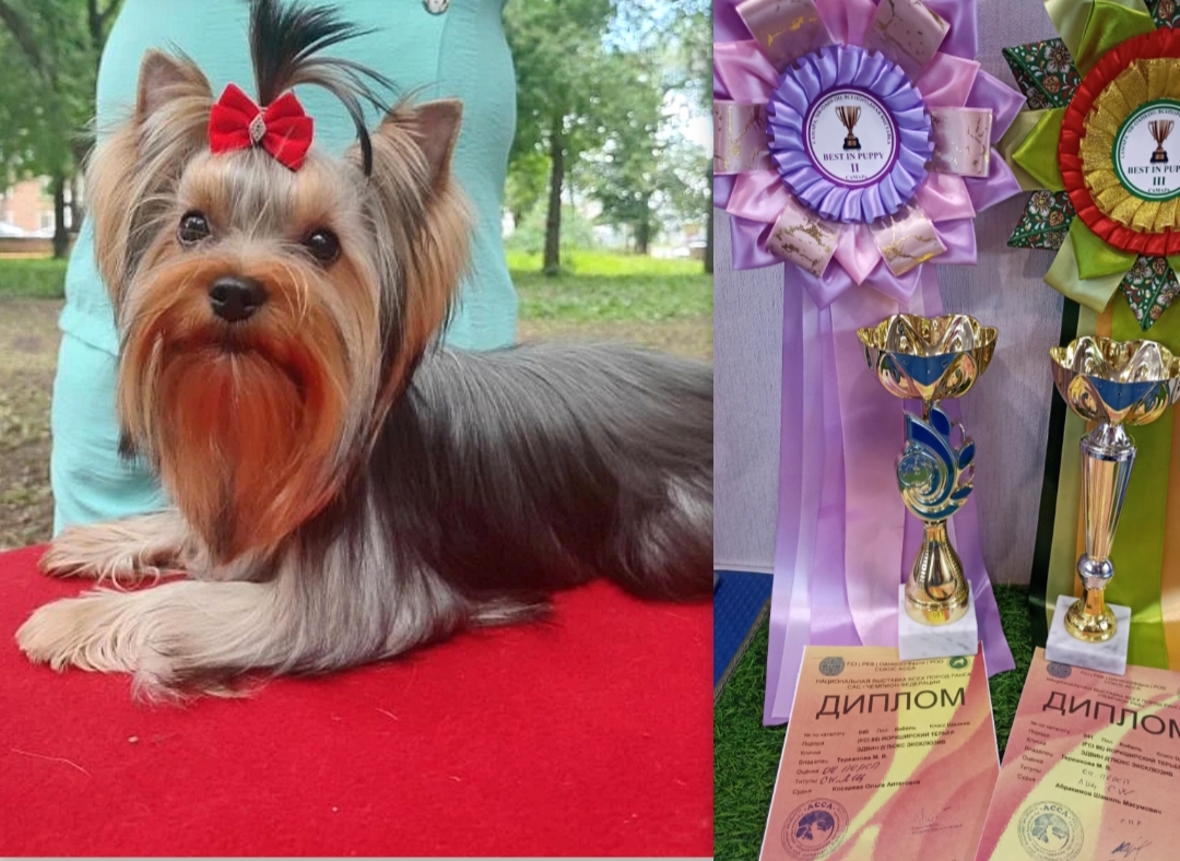 МарТер &mdash; Labaza DogPedigree YorkshireTerrier