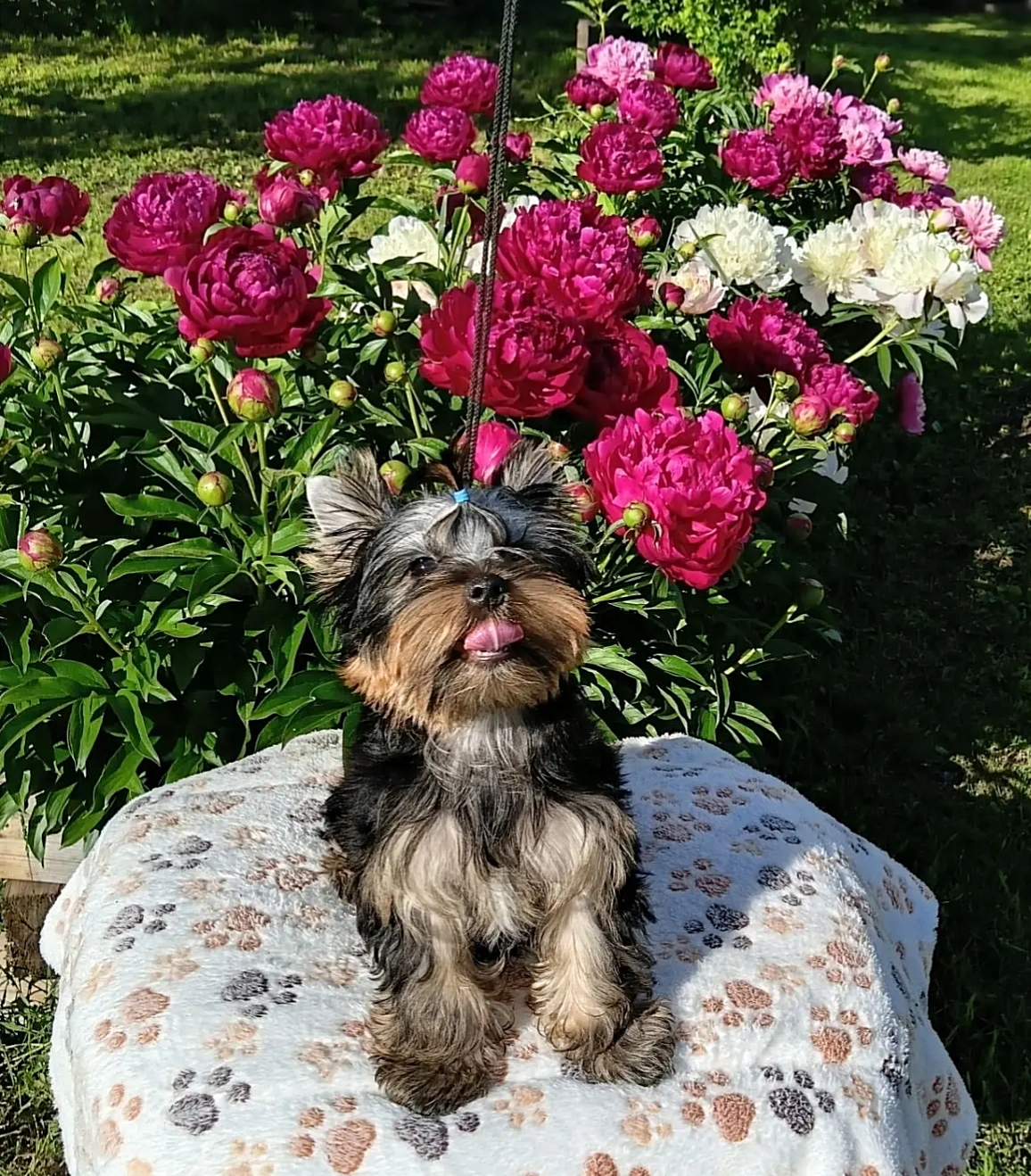 Zhuk_Lena &mdash; Labaza DogPedigree YorkshireTerrier