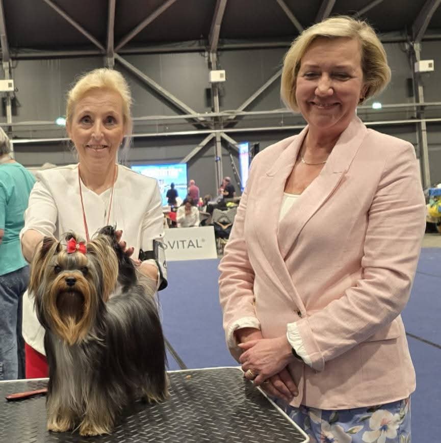 PAST MIDNIGHT TAI GENIJUS &mdash; Labaza DogPedigree YorkshireTerrier