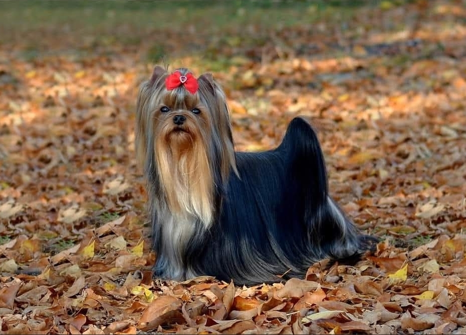 ANASTASIA YORK DESIRE FOR PERFECTION