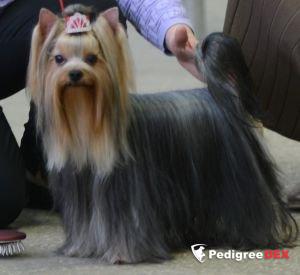  CHARMING CHIFTAIN LUXURY IN OLL &mdash; Labaza DogPedigree YorkshireTerrier