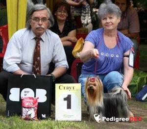 CHARMING CHIFTAIN LAKSMI BREND HIT &mdash; Labaza DogPedigree YorkshireTerrier