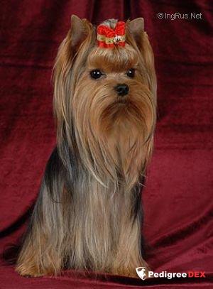  CHARMING CHIFTAIN STUART LITTLE &mdash; Labaza DogPedigree YorkshireTerrier